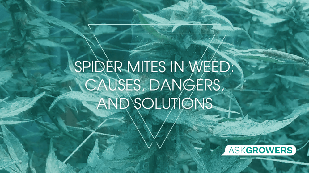 Spider Mites in Weed: Causes, Dangers, and Solutions